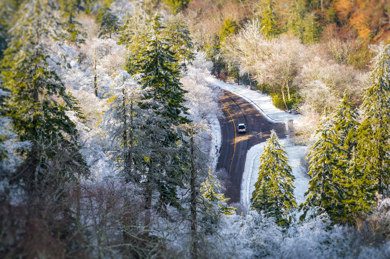 newfound gap road