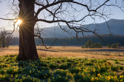 spring break in the smoky mountains